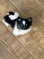 Avery, a female Pomeranian and Shih Tzu for sale in Sebring, FL – Photo 1 of 3