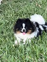 Avery, a female Pomeranian and Shih Tzu for sale in Sebring, FL – Photo 2 of 3