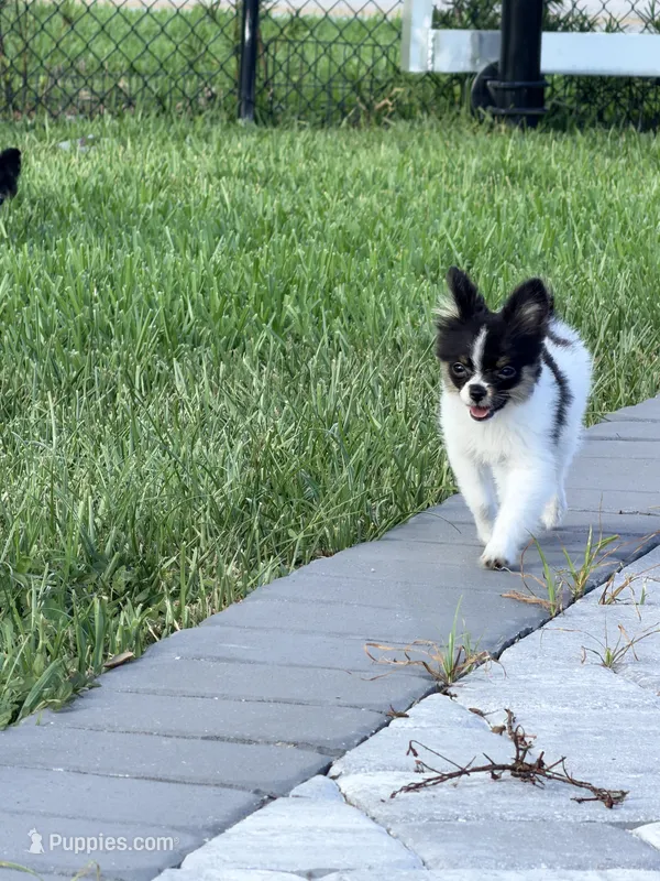 Tcup- (basic trained) – Papillon, Pomeranian puppy for sale in Sebring, FL