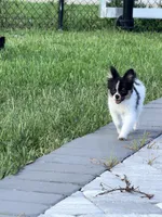 Tcup- (house trained), a female Papillon and Pomeranian for sale in Sebring, FL – 2 of 10