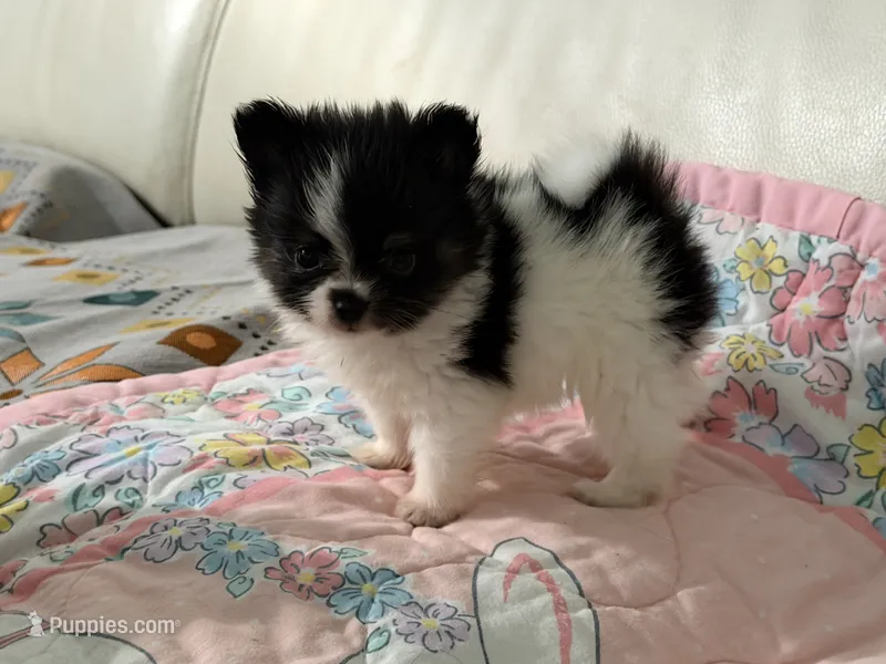 Tcup-Saylee – Papillon, Pomeranian puppy for sale in Sebring, FL