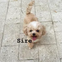 Marcie, a male Maltipoo and Pomeranian for sale in Sebring, FL – Photo 2 of 4