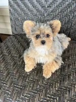 Marcie, a male Maltipoo and Pomeranian for sale in Sebring, FL – Photo 3 of 4