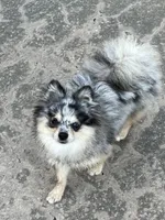 Marcie, a male Maltipoo and Pomeranian for sale in Sebring, FL – Photo 4 of 4