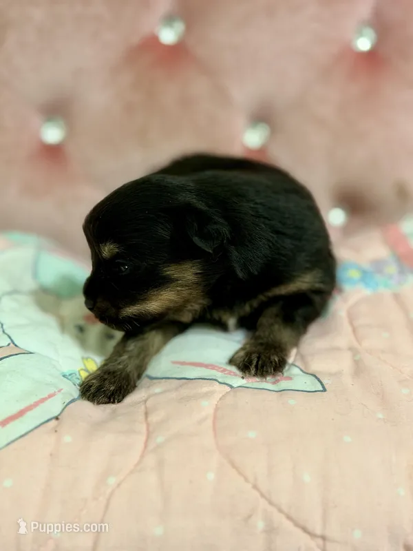 Oakley, a male Pomapoo and Pomeranian for sale in Sebring, FL – Photo 1 of 3