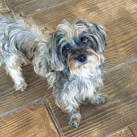 Betty, a female Yorkshire Terrier and Poodle - Toy  for sale in Sebring, FL – Photo 2 of 2