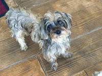 Betty, a female Yorkshire Terrier and Poodle - Toy  for sale in Sebring, FL – Photo 2 of 2