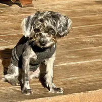 Betty, a female Yorkshire Terrier and Poodle - Toy  for sale in Sebring, FL – Photo 1 of 2