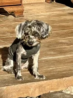 Betty, a female Yorkshire Terrier and Poodle - Toy  for sale in Sebring, FL – Photo 1 of 2