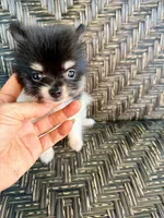  Tcup-Gladly , a female Chihuahua and Pomeranian for sale in Sebring, FL – 3 of 4