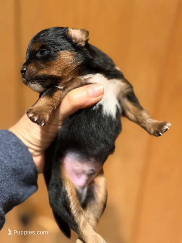 Darcy – Pomapoo, Pomeranian puppy for sale in Sebring, FL