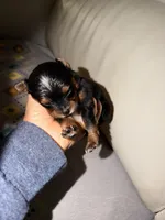 Darcy, a male Pomapoo and Pomeranian for sale in Sebring, FL – Photo 2 of 5