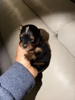 Darcy, a male Pomapoo and Pomeranian for sale in Sebring, FL – Photo 1 of 5