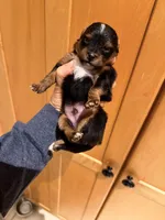 Darcy, a male Pomapoo and Pomeranian for sale in Sebring, FL – Photo 3 of 5
