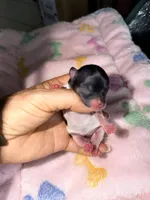  Gladly , a female Papillon and Pomeranian for sale in Sebring, FL – Photo 2 of 3