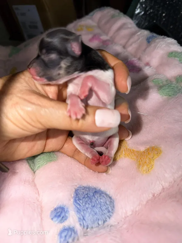  Gladly  – Papillon, Pomeranian puppy for sale in Sebring, FL