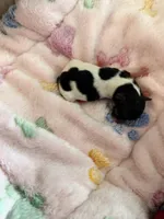  Gladly , a female Papillon and Pomeranian for sale in Sebring, FL – Photo 3 of 3