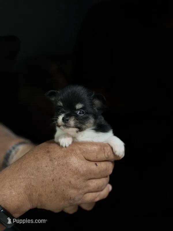  Gladly  – Papillon, Pomeranian puppy for sale in Sebring, FL