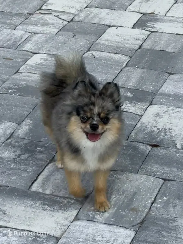 Uno – Pomeranian puppy for sale in Sebring, FL