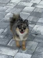 Uno, a male Pomeranian for sale in Sebring, FL – 1 of 3