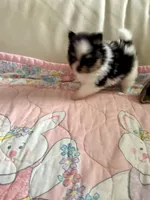 Evie , a female Pomeranian for sale in Sebring, FL – 2 of 5