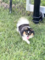 Dolly  Trained , a female Pomeranian for sale in Sebring, FL – 4 of 5