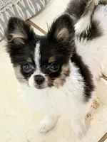 Tcup- (house trained), a female Papillon and Pomeranian for sale in Sebring, FL – 7 of 10