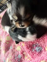 Ari, a female Pomeranian for sale in Sebring, FL – 3 of 3