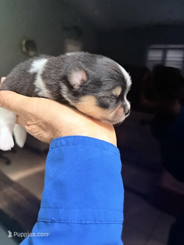 Ari – Pomeranian puppy for sale in Sebring, FL