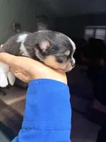 Ari, a female Pomeranian for sale in Sebring, FL – 1 of 3