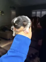 Ari, a female Pomeranian for sale in Sebring, FL – 2 of 3