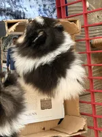 Bitsy, a female Pomeranian for sale in Sebring, FL – Photo 4 of 5