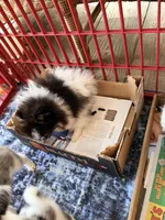Bitsy, a female Pomeranian for sale in Sebring, FL – Photo 2 of 5