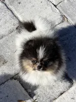 Bitsy, a female Pomeranian for sale in Sebring, FL – Photo 5 of 5