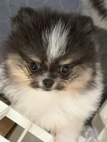 Bitsy, a female Pomeranian for sale in Sebring, FL – Photo 3 of 5