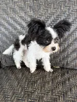 Mini  - Tcup - trained, a female Papillon for sale in Sebring, FL – 3 of 5