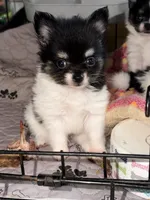  Tcup-Gladly , a female Papillon and Pomeranian for sale in Sebring, FL – 2 of 3