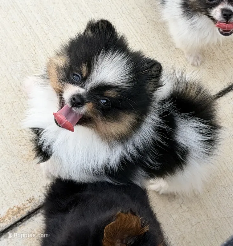 Evie  – Pomeranian puppy for sale in Sebring, FL