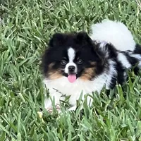 Koda, a male Pomeranian for sale in Sebring, FL – Photo 2 of 3
