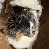 Koda, a male Pomeranian for sale in Sebring, FL – Photo 3 of 3