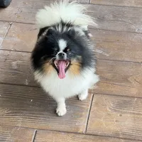 Koda, a male Pomeranian for sale in Sebring, FL – Photo 1 of 3