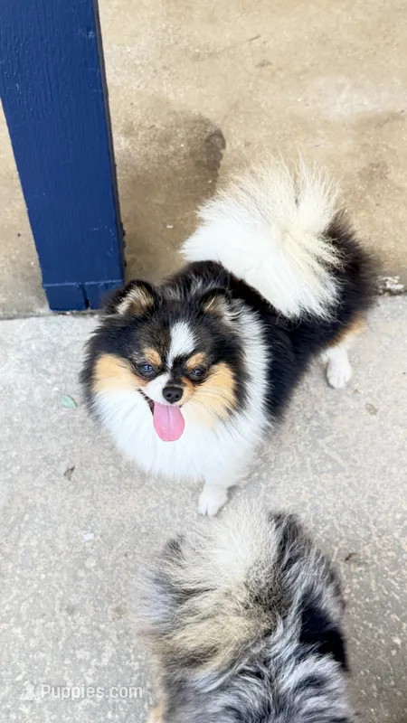 Dolly  – Pomeranian puppy for sale in Sebring, FL