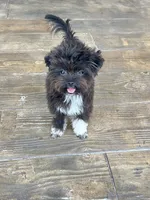 Black Tcup, a male Maltipoo and Papillon for sale in Sebring, FL – Photo 1 of 4