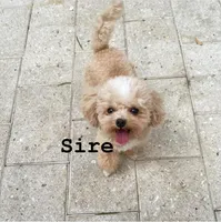 Black Tcup, a male Maltipoo and Papillon for sale in Sebring, FL – Photo 4 of 4