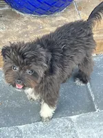 Black Tcup, a male Maltipoo and Papillon for sale in Sebring, FL – Photo 3 of 4