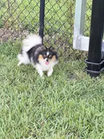 Dolly  Trained , a female Pomeranian for sale in Sebring, FL – 5 of 5