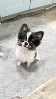 Tcup-Saylee (House trained), a female Papillon and Pomeranian for sale in Sebring, FL – 1 of 3