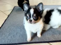 Tcup-Orion, a male Papillon and Pomeranian for sale in Sebring, FL – 5 of 7
