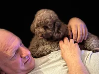 Kahlúa, a female Maltipoo and Shihpoo for sale in Sebring, FL – Photo 4 of 5