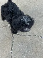 Kahlúa, a female Maltipoo and Shihpoo for sale in Sebring, FL – Photo 3 of 5